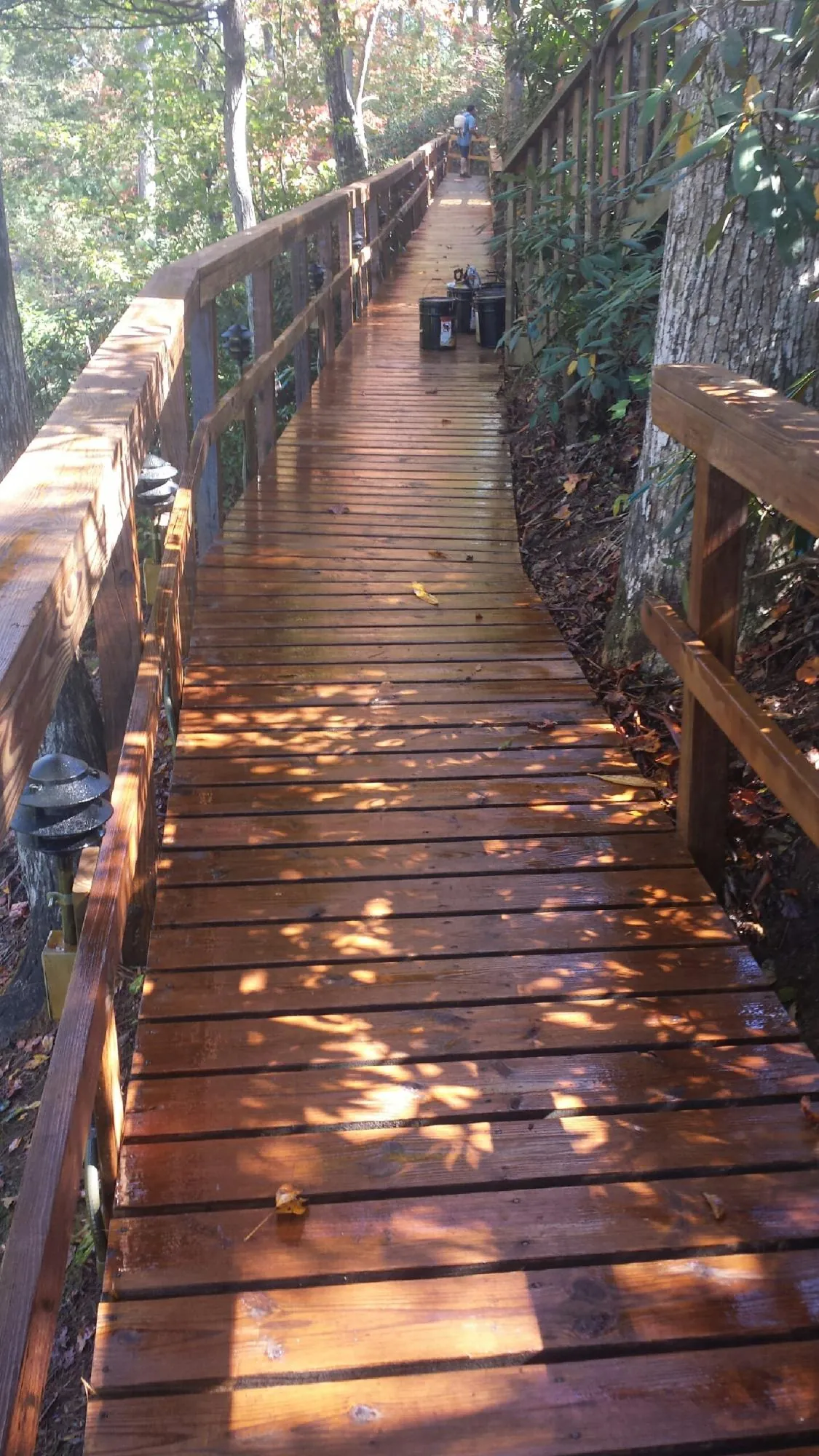 Freshly stained wood walkway winding through the woods in Montesano